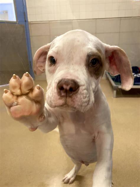 Ozaukee humane society - Ozaukee Campus is a branch of the Wisconsin Humane Society that offers adoption, surrender, and stray services in Saukville, WI. Find out the hours, contact information, …